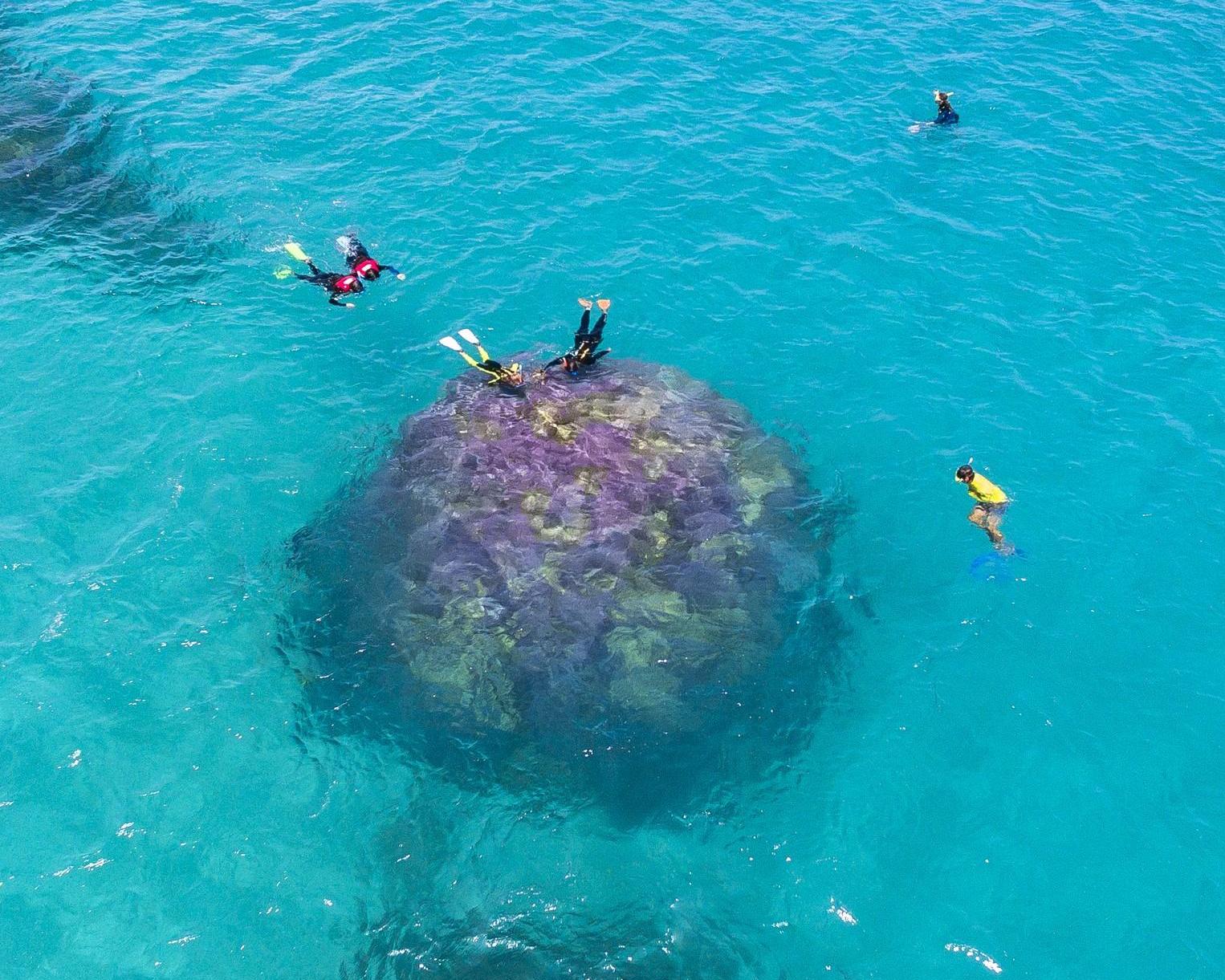 Ocean Safari: tortugas en la Gran Barrera - Imagen 3