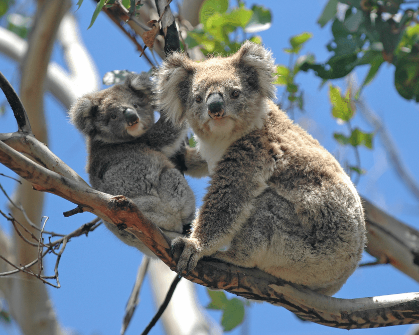 Santuario Healesville y Phillip Island - Imagen 4