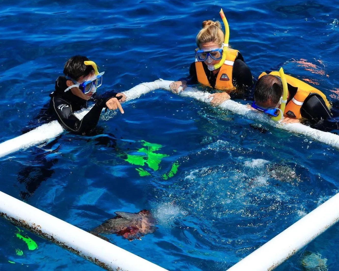 Crucero a Green Island y Outer Reef - Imagen 2