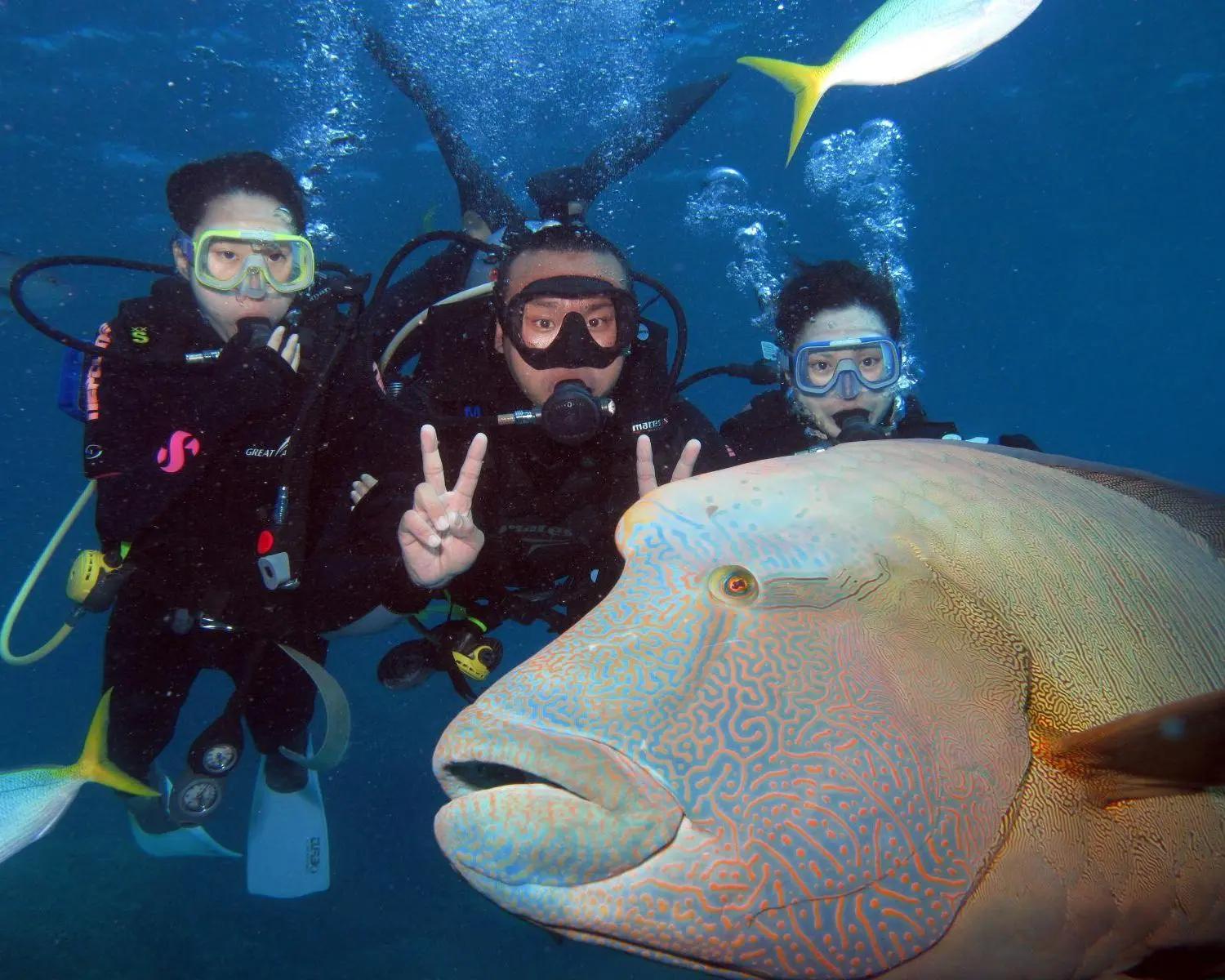 Crucero a Green Island y Outer Reef - Imagen 4