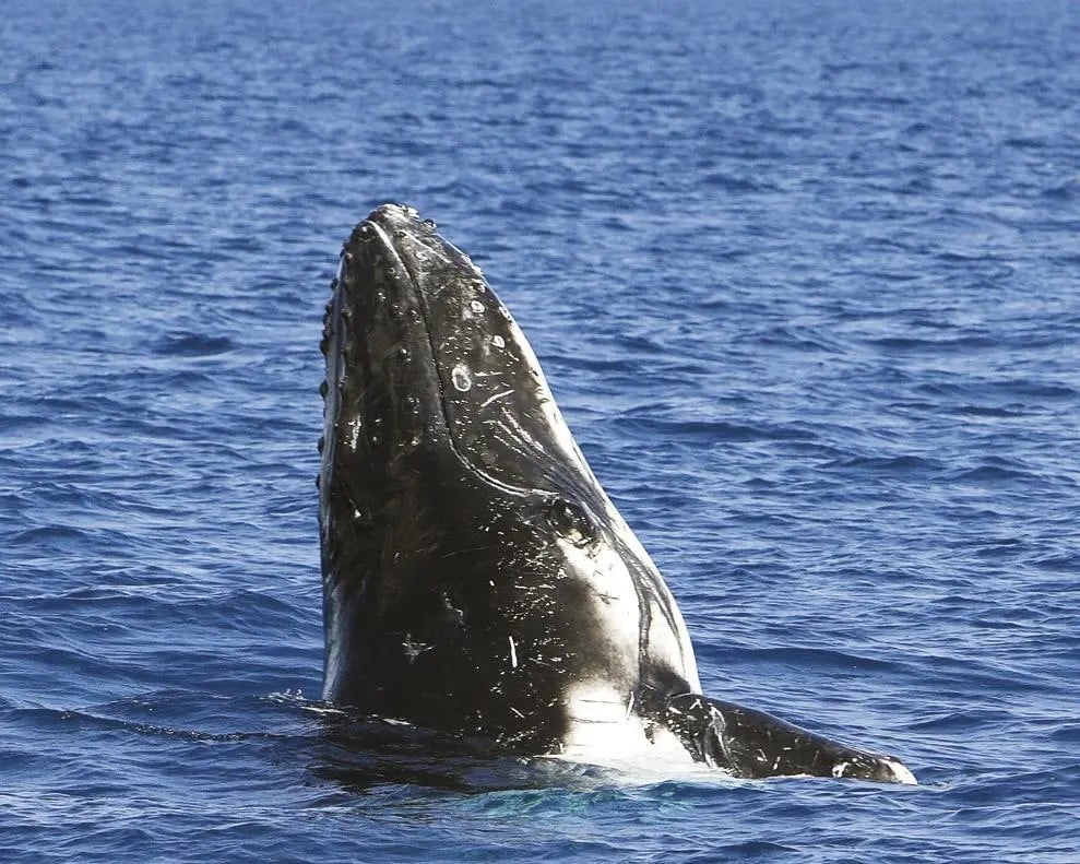 Isla Bruny: crucero de naturaleza 3 h - Imagen 3