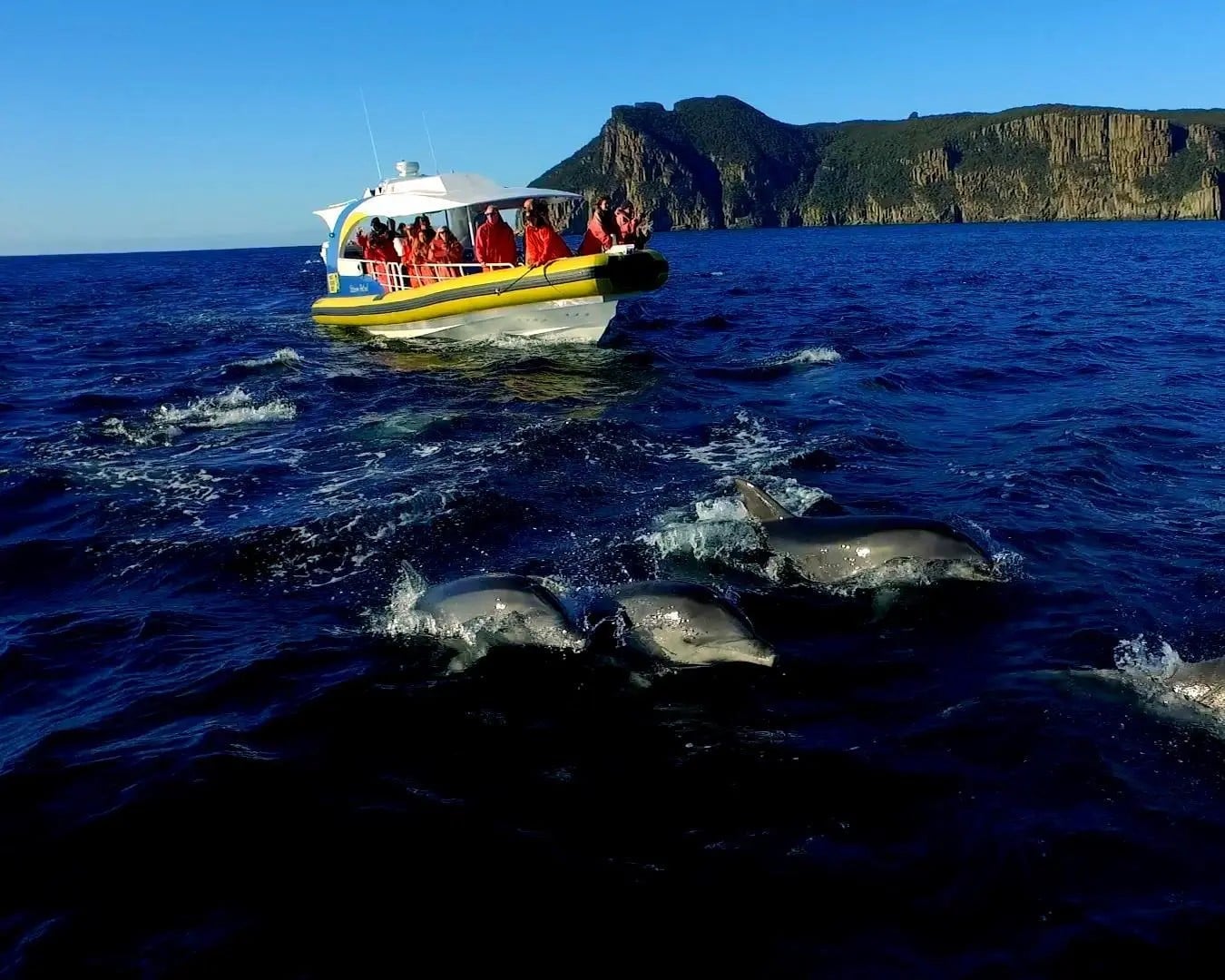Tasman Island Cruises: cruzeiro de 3 horas - Imagen 2