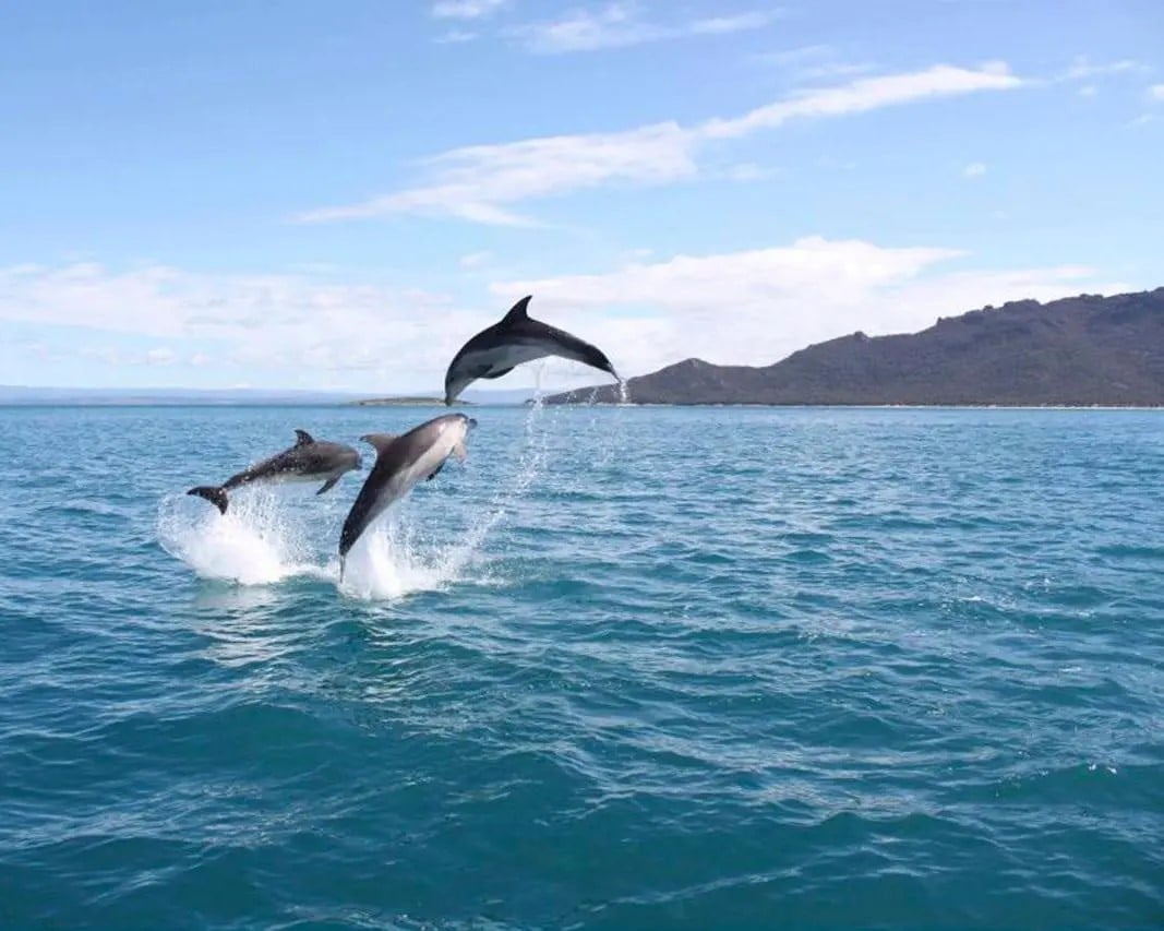 Wineglass Bay Cruises: Sky Lounge y almuerzo - Imagen 3