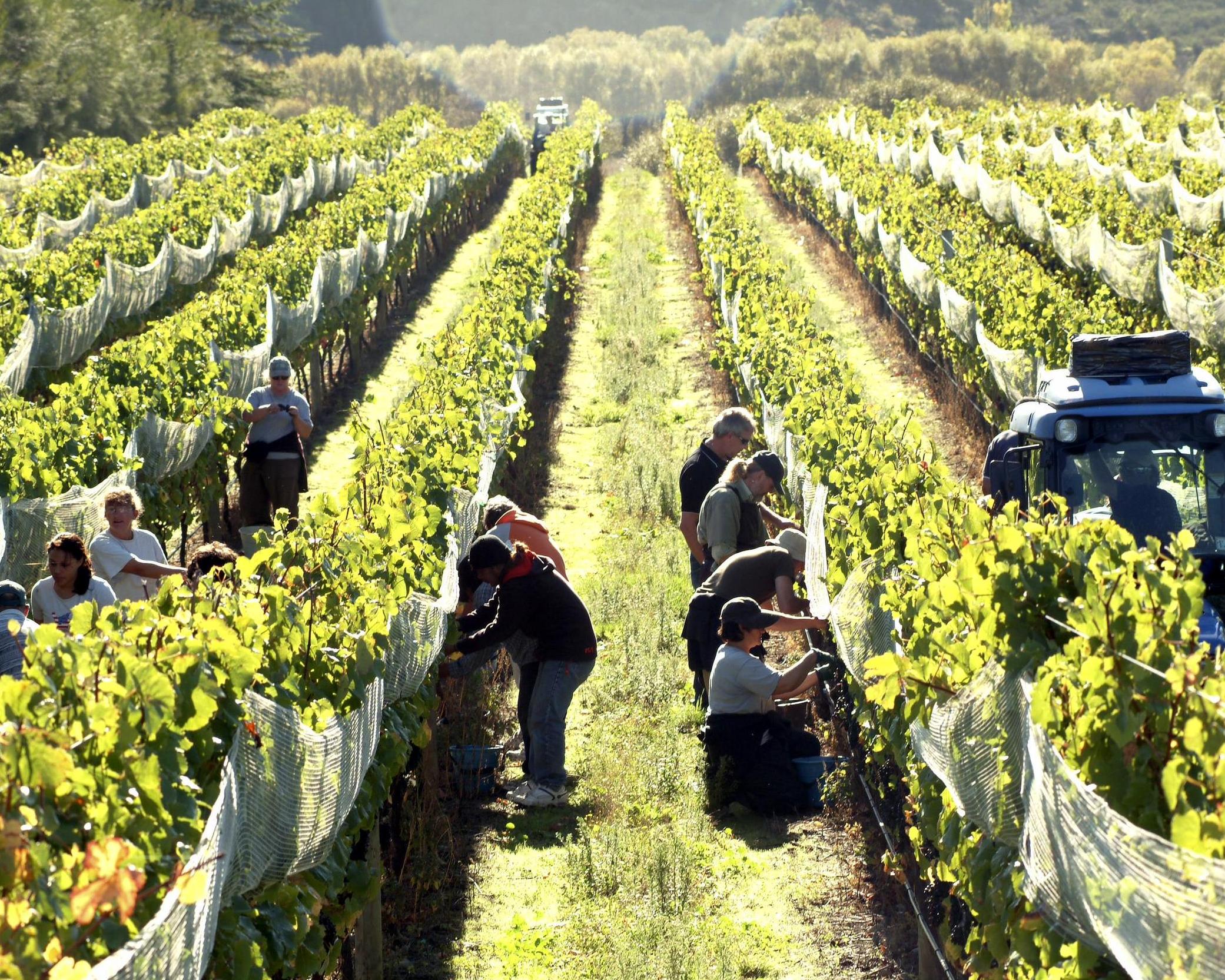 Visita a la bodega Martinborough - Imagen 4