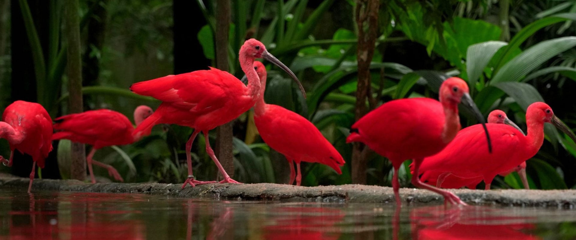 Cataratas y Parque de las Aves con traslado - Imagen 3