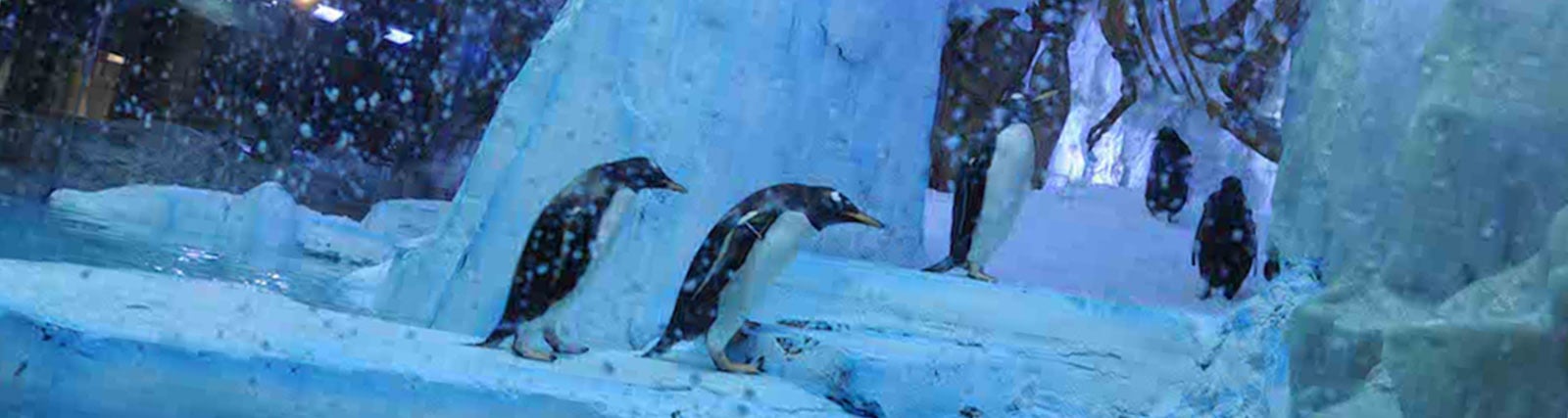 Dubai Mall Aquarium and Penguin Cove Tickets - Imagen 2