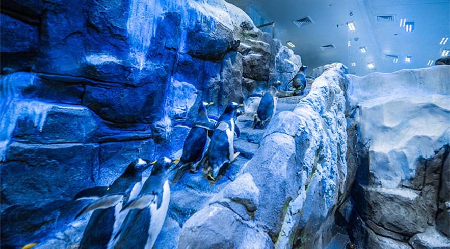 Dubai Mall Aquarium and Penguin Cove Tickets - Imagen 3