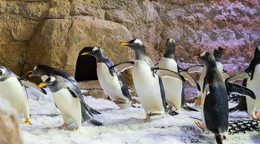 Dubai Mall Aquarium and Penguin Cove Tickets - Imagen 4