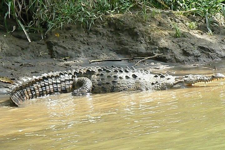 Safari en barco en el Sarapiquí con almuerzo - Imagen 4