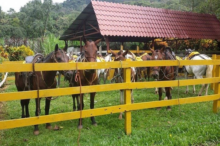 Passeio a cavalo saindo de Jacó - Imagen 3