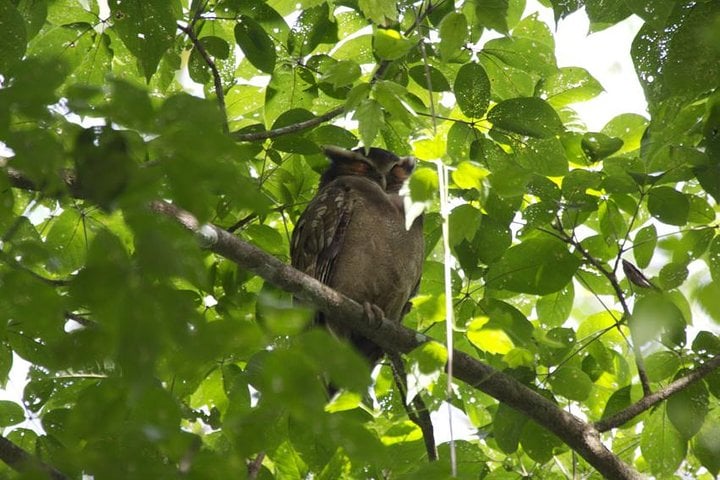 Observación de aves desde San José - Imagen 4