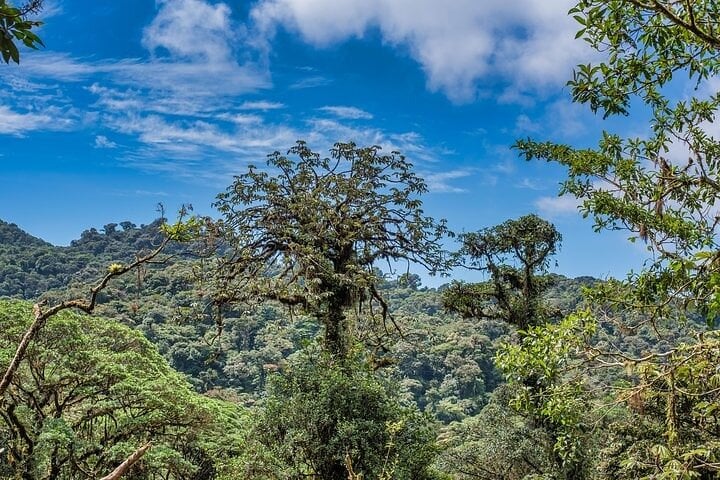 Guided Local Experience in Monteverde - Imagen 2