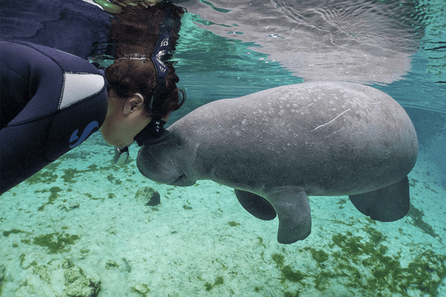 Manatees, Wildlife Park and Airboat Ride - Imagen 3
