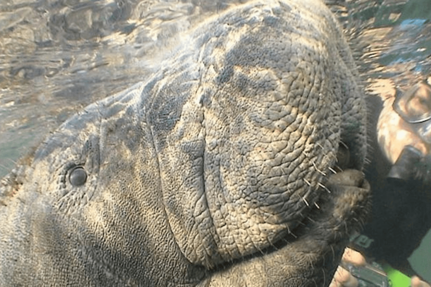 Manatees, Wildlife Park and Airboat Ride - Imagen 4