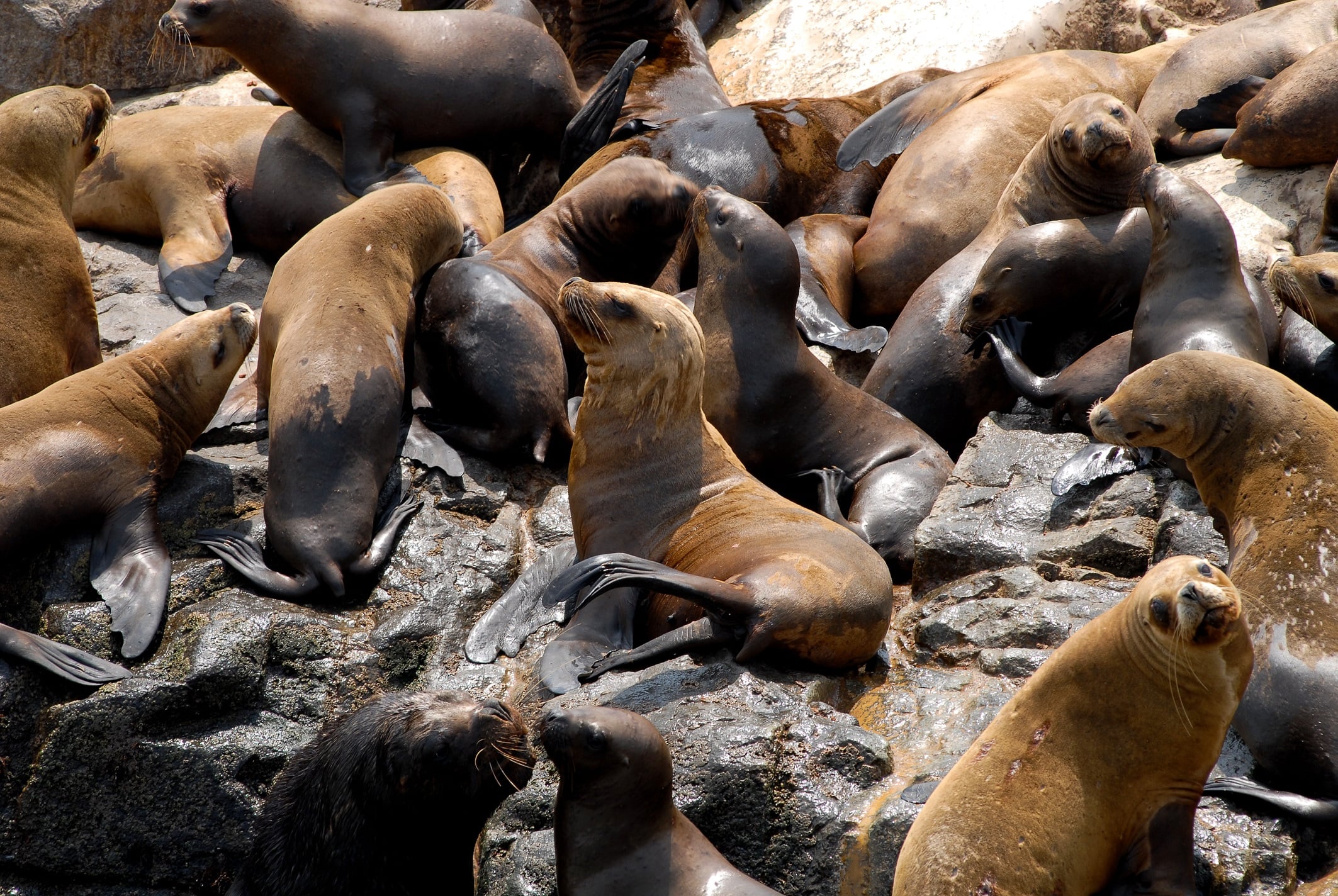 Islas Palomino: nado con lobos marinos - Imagen 2
