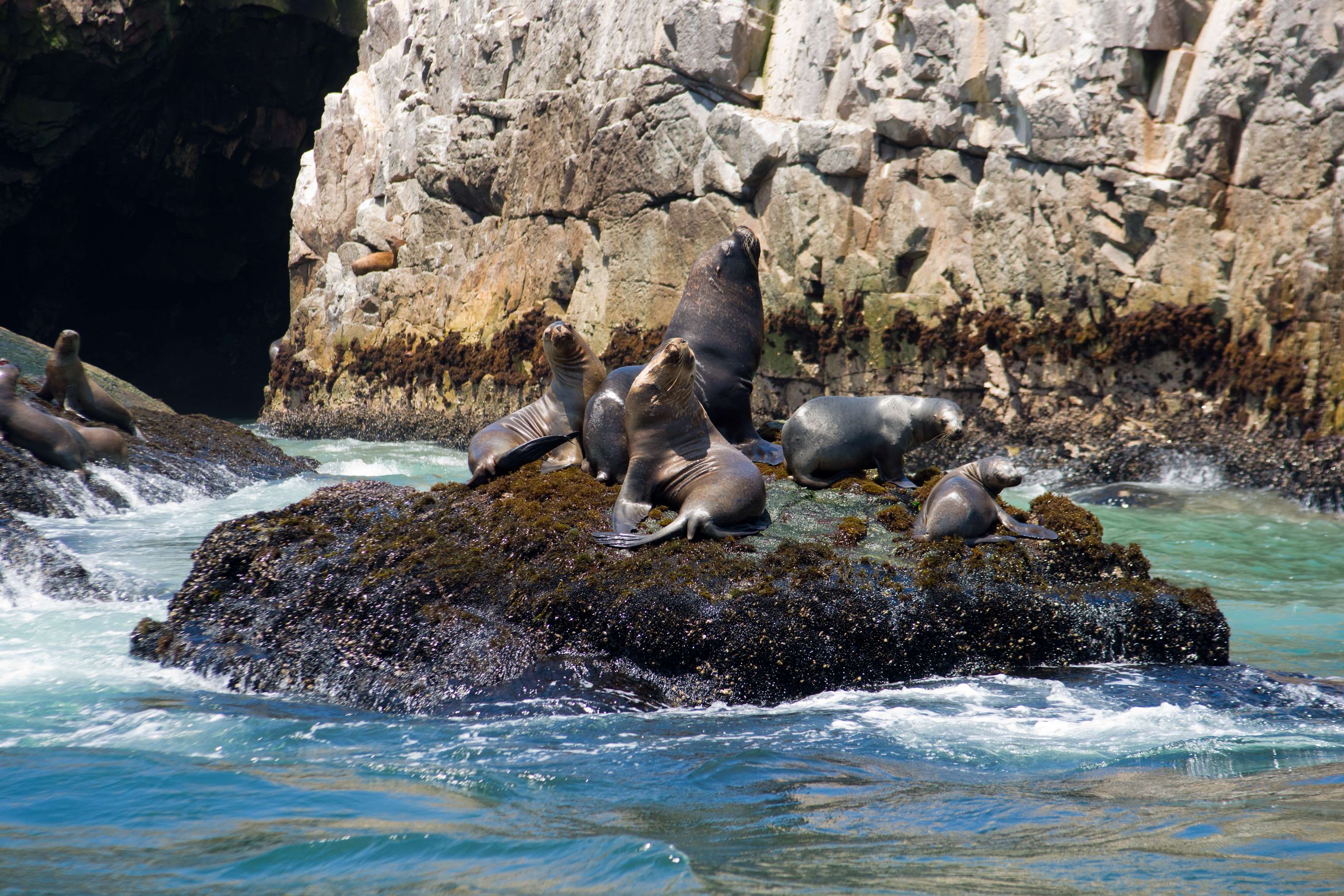 Islas Palomino: nado con lobos marinos - Imagen 3