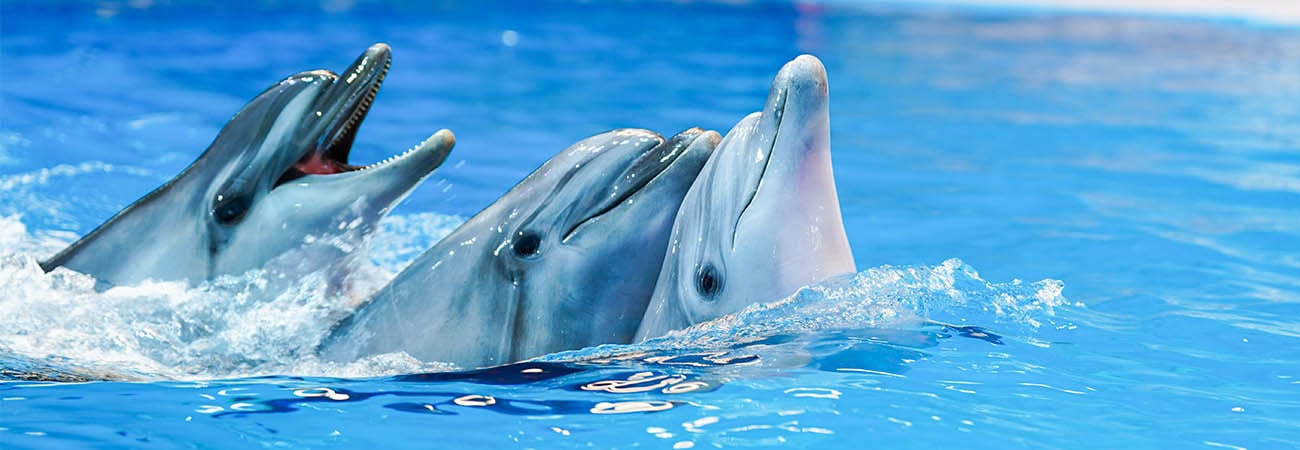 Show de golfinhos e focas em Dubai - Imagen 4