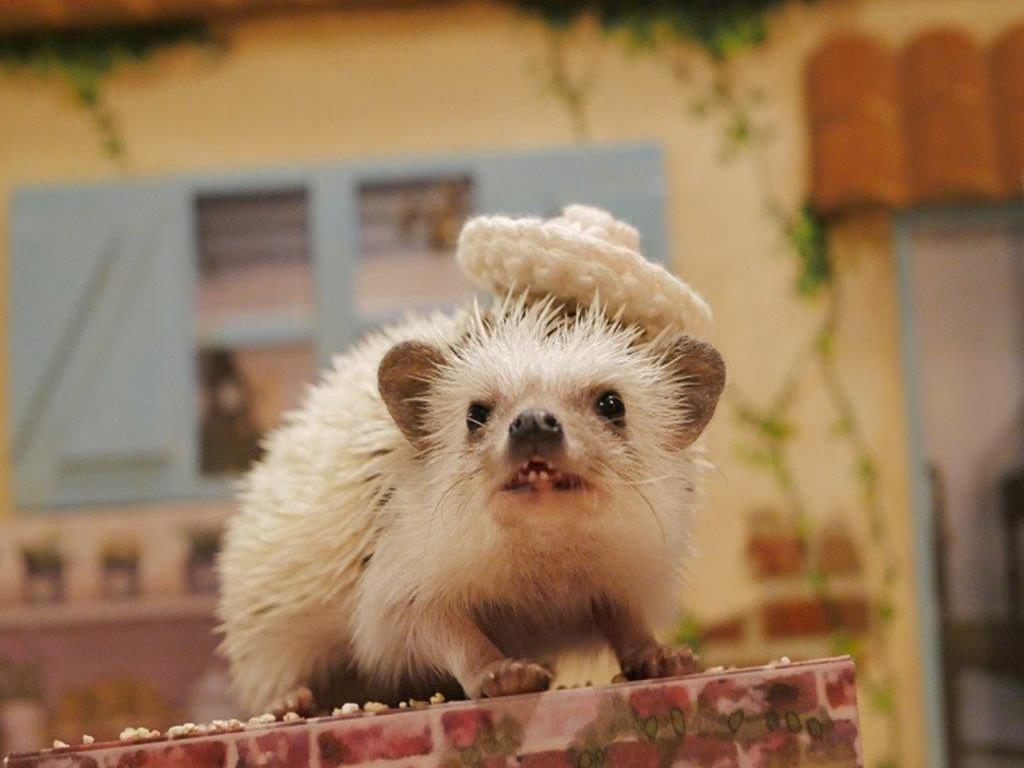 Admission to Hedgehog Cafe in Harajyuku - Imagen 4