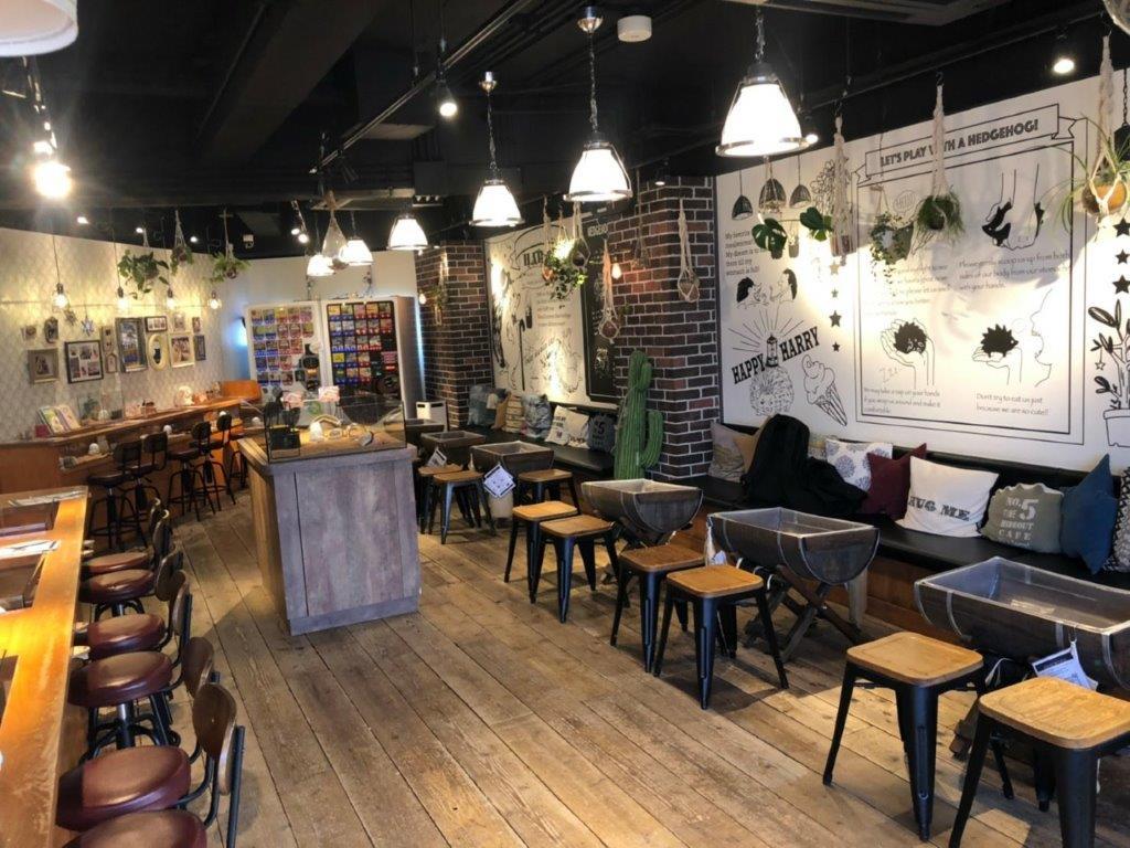 Admission to Hedgehog Cafe in Harajyuku - Imagen 2