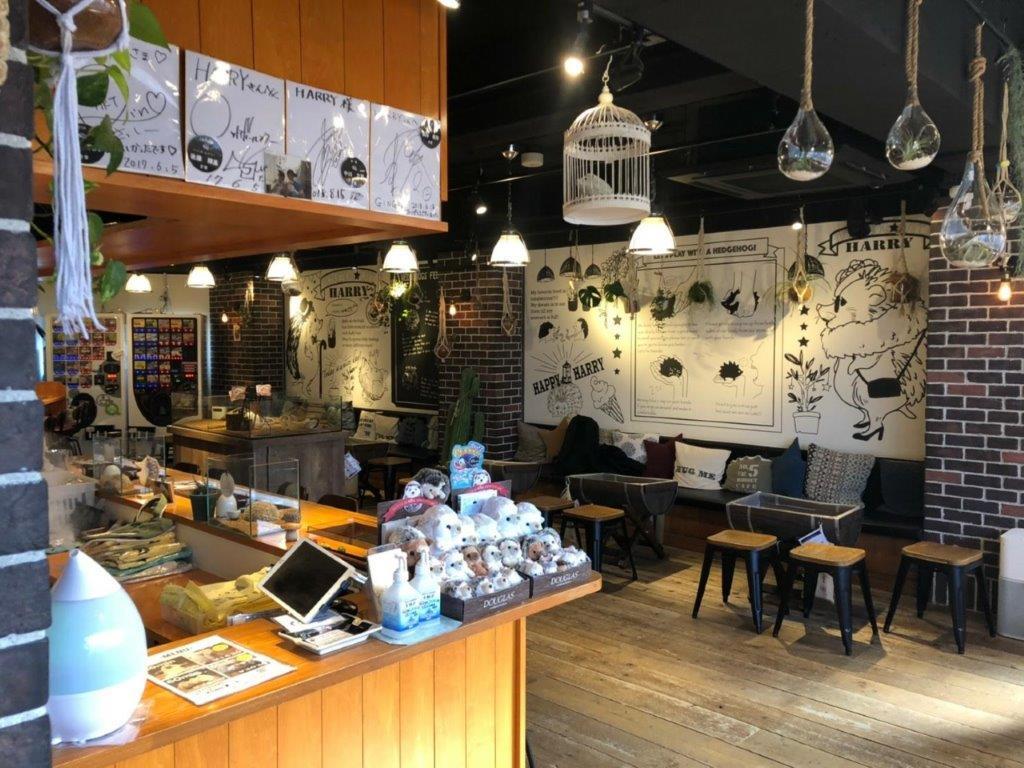 Admission to Hedgehog Cafe in Harajyuku - Imagen 3