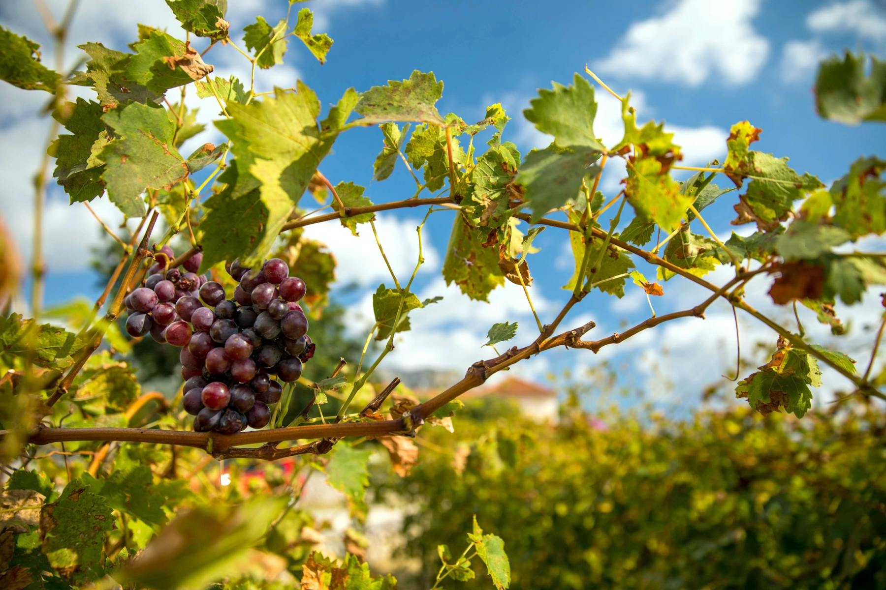 Vale de Konavle: trem e degustação de vinhos - Imagen 2