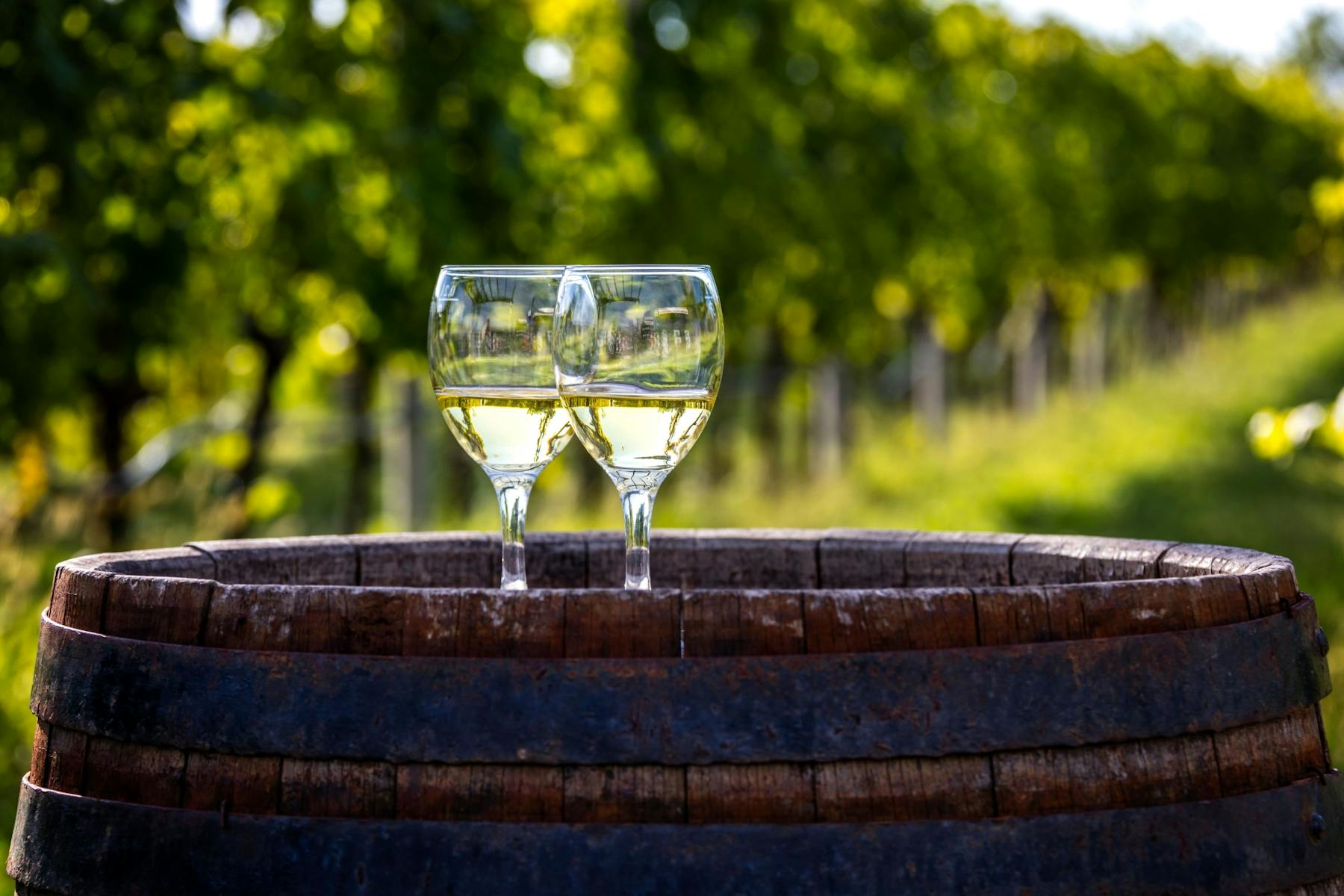 Vale de Konavle: trem e degustação de vinhos - Imagen 4