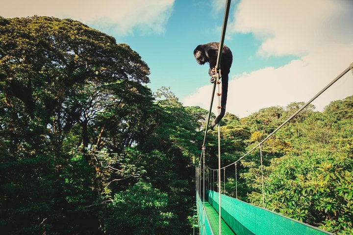 Paseo aéreo desde Monteverde - Imagen 2