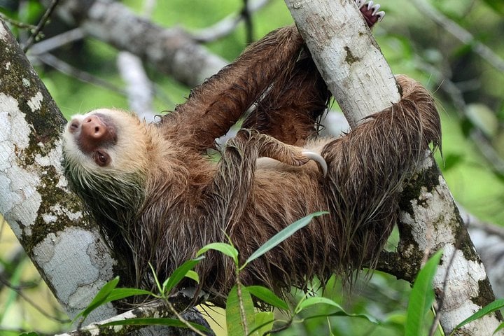 Aventura de perezosos desde Guanacaste - Imagen 2