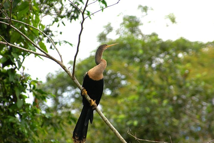 Safari en balsa por el río Sarapiquí - Imagen 3