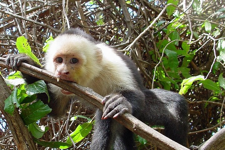 Safari en balsa por el río Sarapiquí - Imagen 4