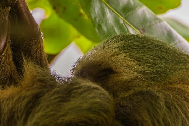 Snorkel en Cahuita y santuario de perezosos - Imagen 2