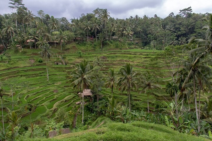 Ubud y Tampak Siring: medio día - Imagen 4