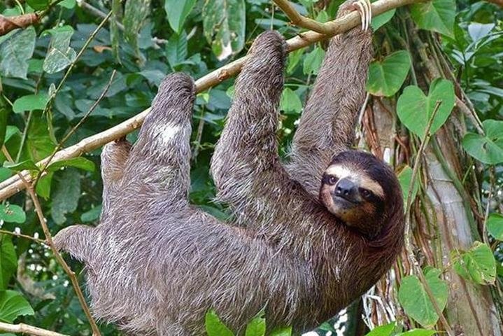 Sloth Watching from Arenal - Imagen 2