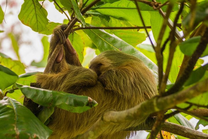 Sloth Watching from Arenal - Imagen 3