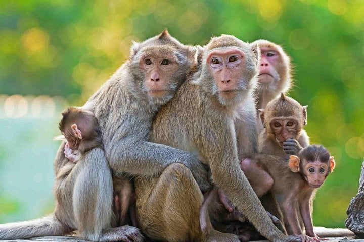 Tour por la superficie de Ubud - Imagen 2