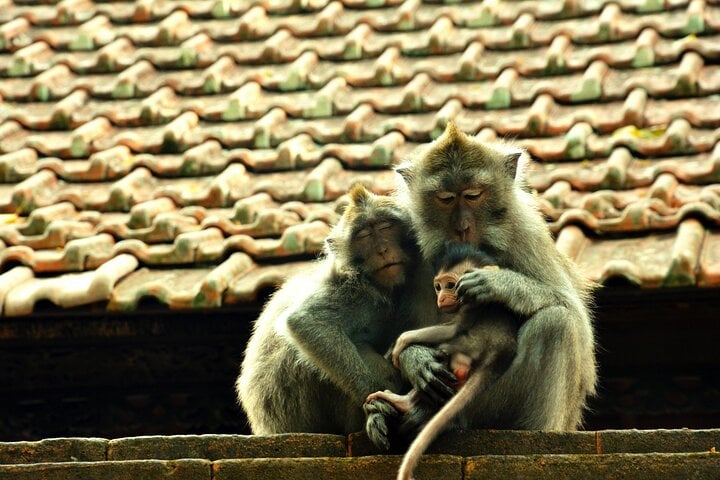 Tour por la superficie de Ubud - Imagen 3