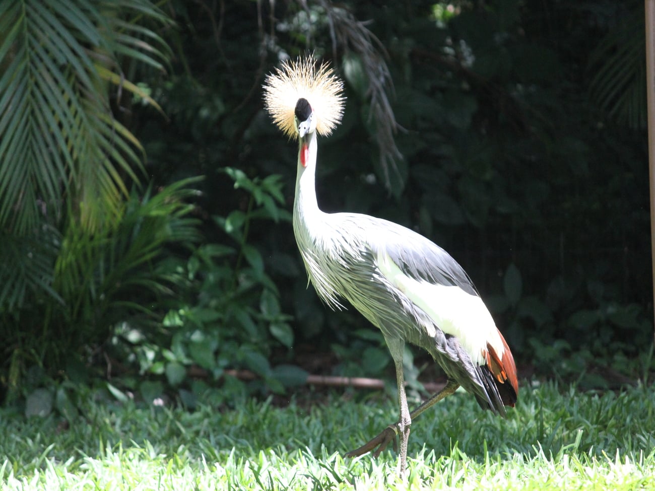 Passeio ao Parque das Aves com ingresso - Imagen 4