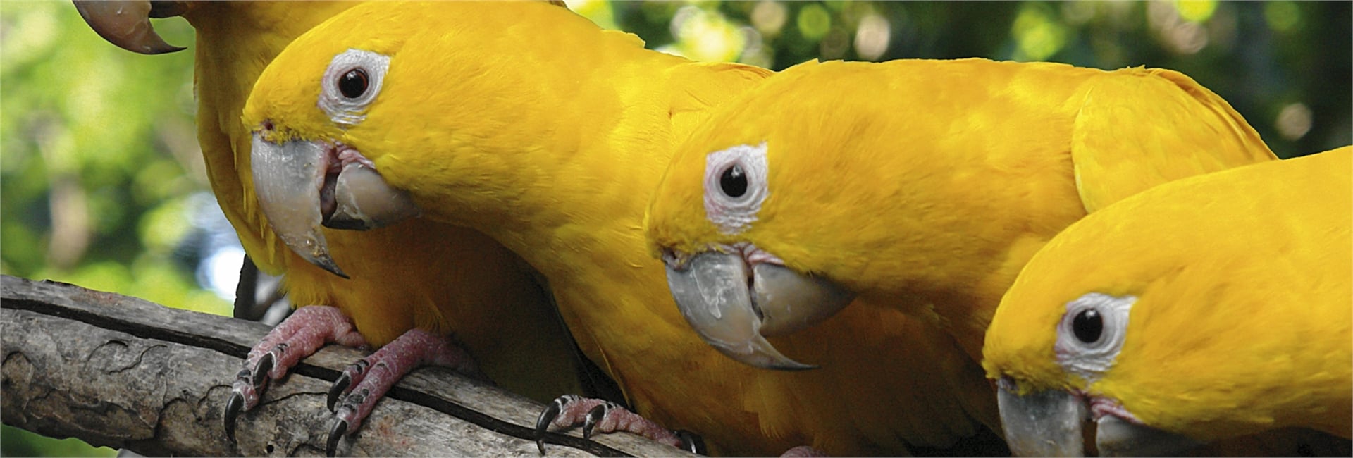 Passeio ao Parque das Aves com ingresso - Imagen 2