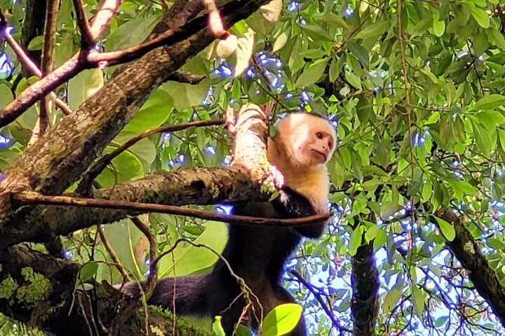 Combo de naturaleza y aventura en Guanacaste - Imagen 2