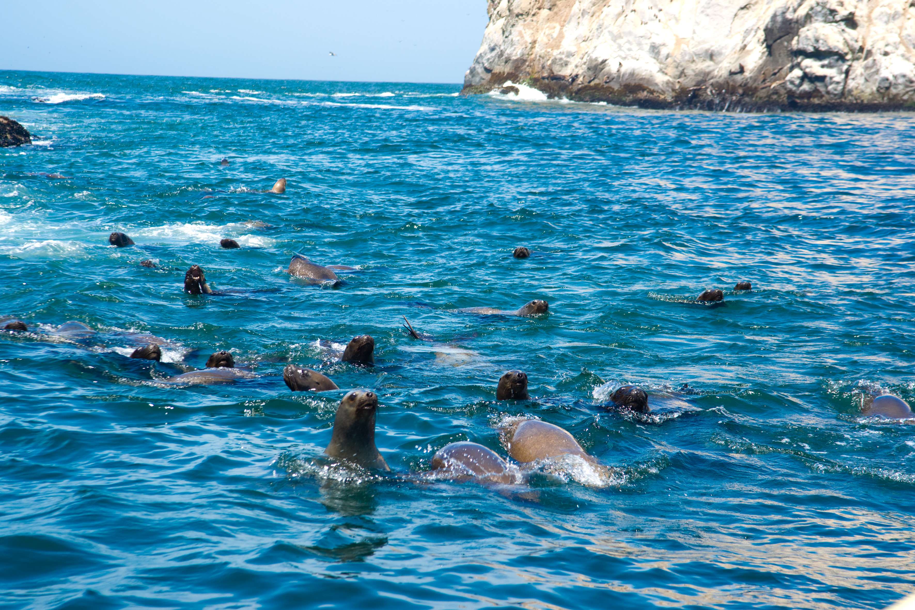 Nado con lobos marinos y traslados - Imagen 2