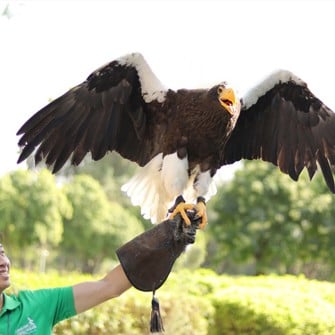 Exotic Bird Show - Imagen 3