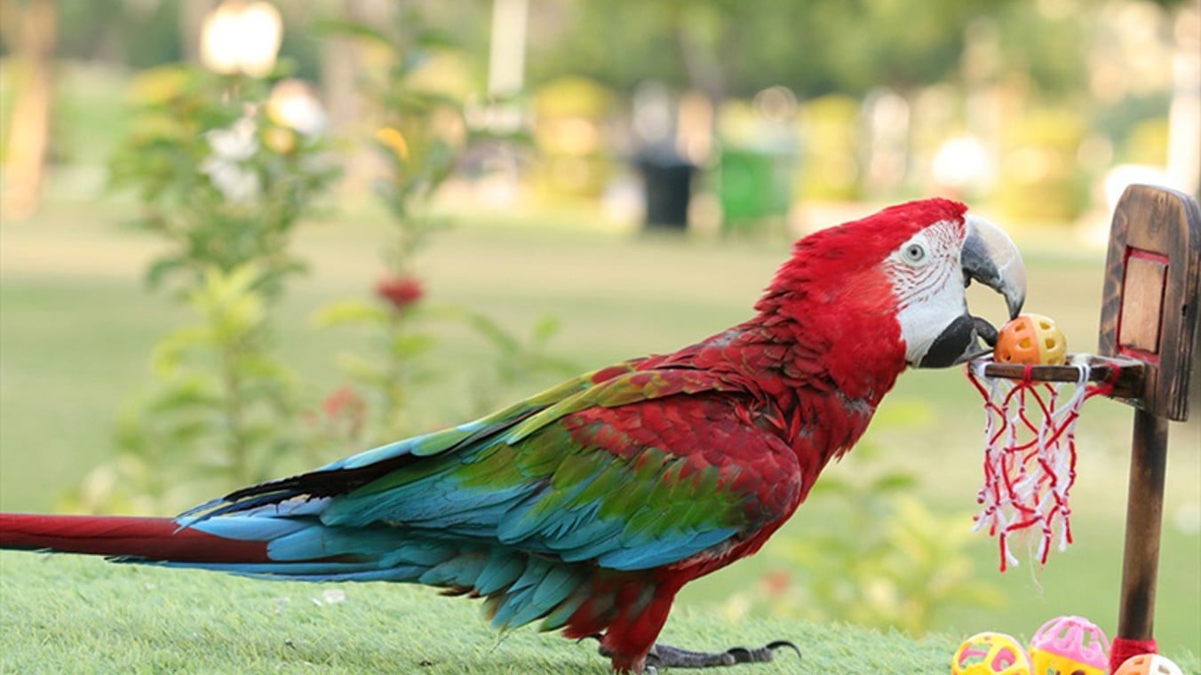 Exotic Bird Show - Imagen 2
