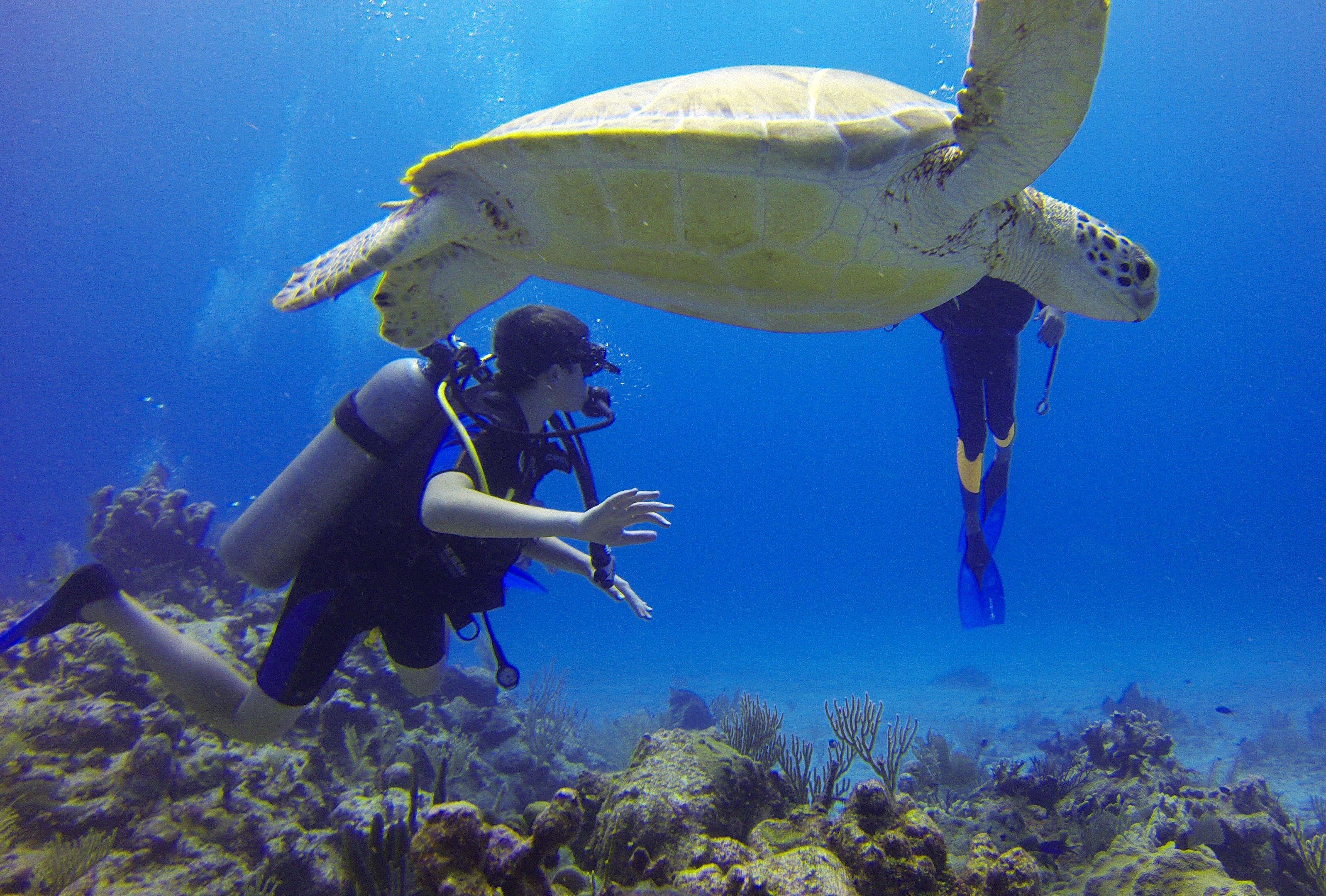 Buceo en Paracas - Buceo de descubrimiento - Imagen 3