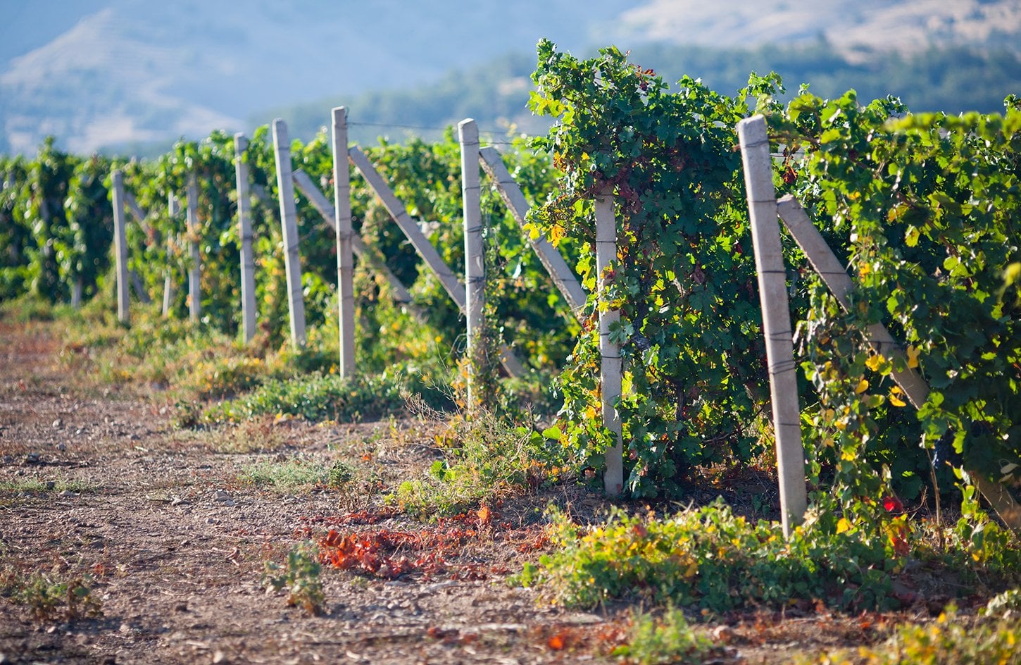 Ruta del pisco: pisco y vino - Imagen 2