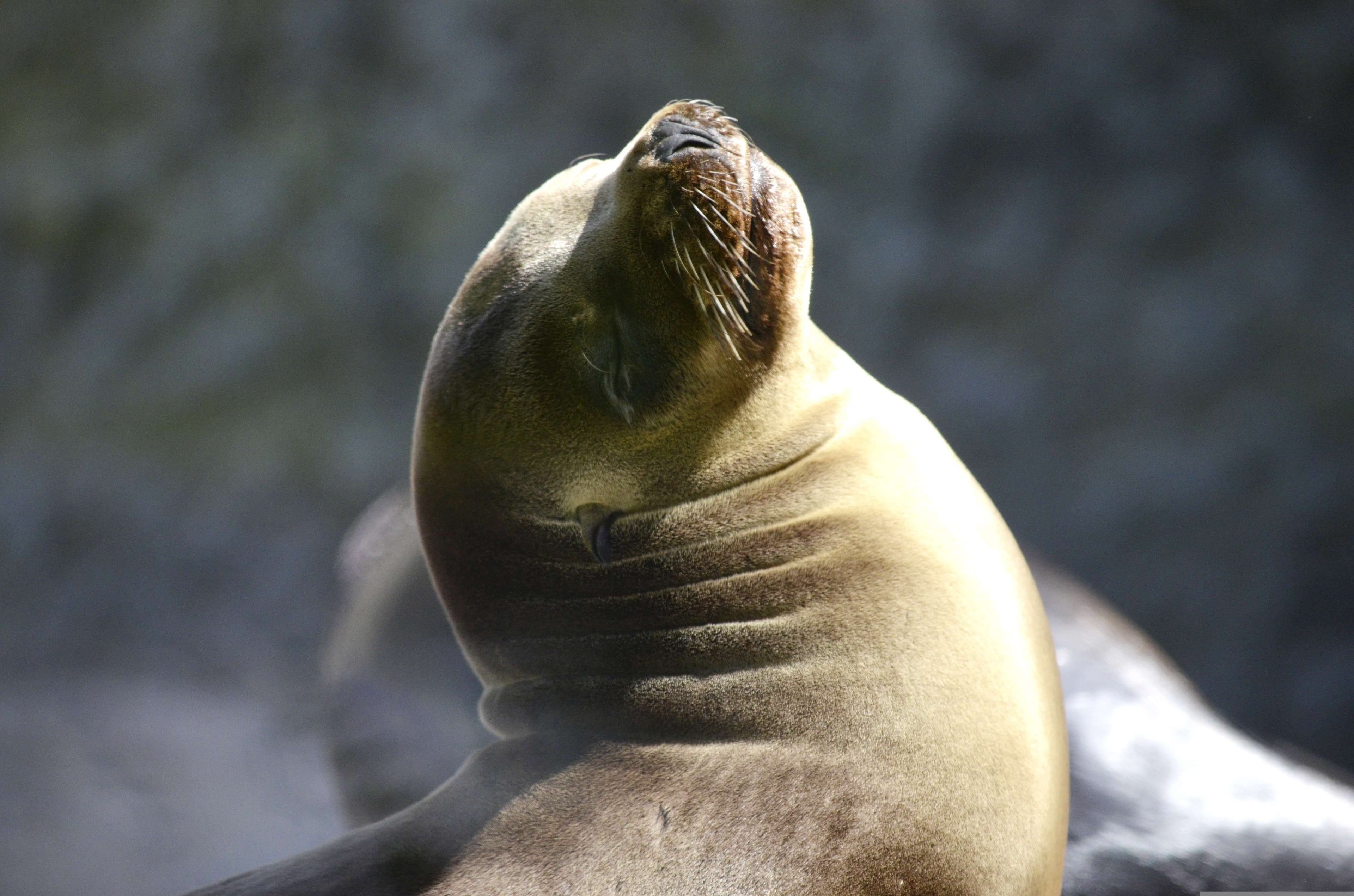 Ballestas y Reserva de Paracas: día completo - Imagen 4