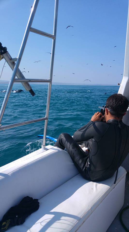 Swim with Sharks in Mancora - Imagen 2
