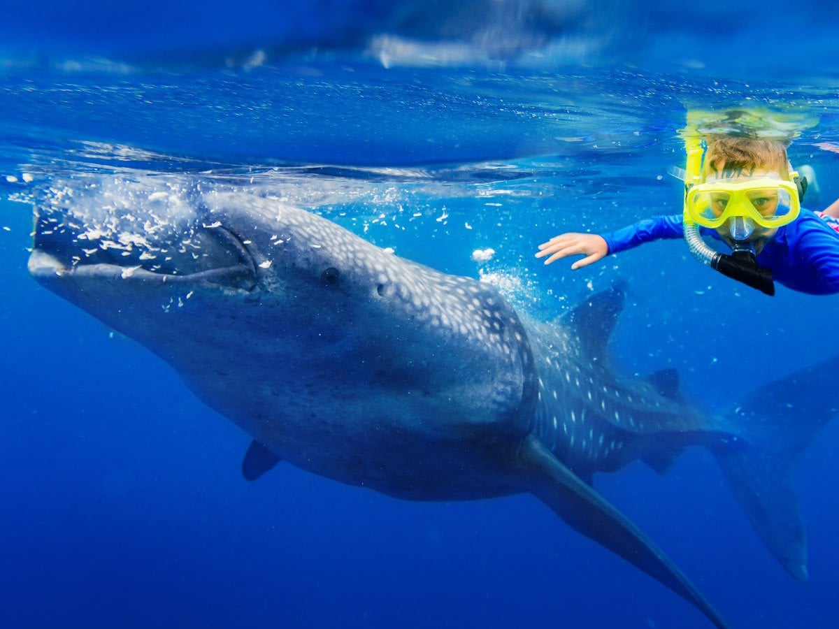 Swim with Sharks in Mancora - Imagen 3