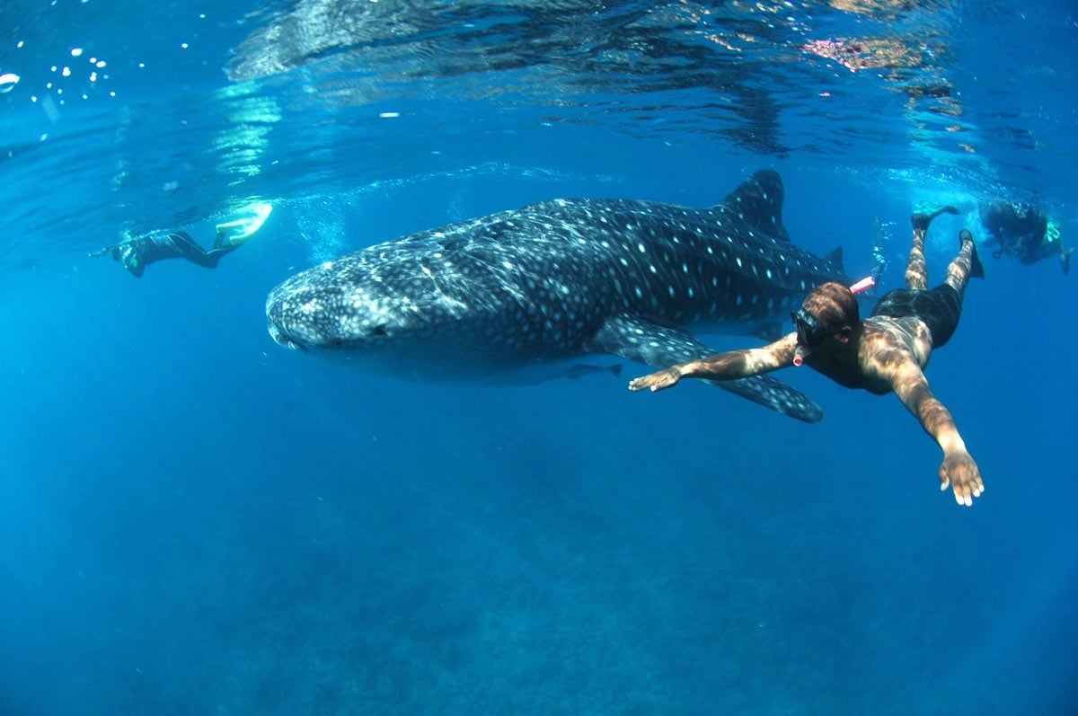 Swim with Sharks in Mancora - Imagen 4