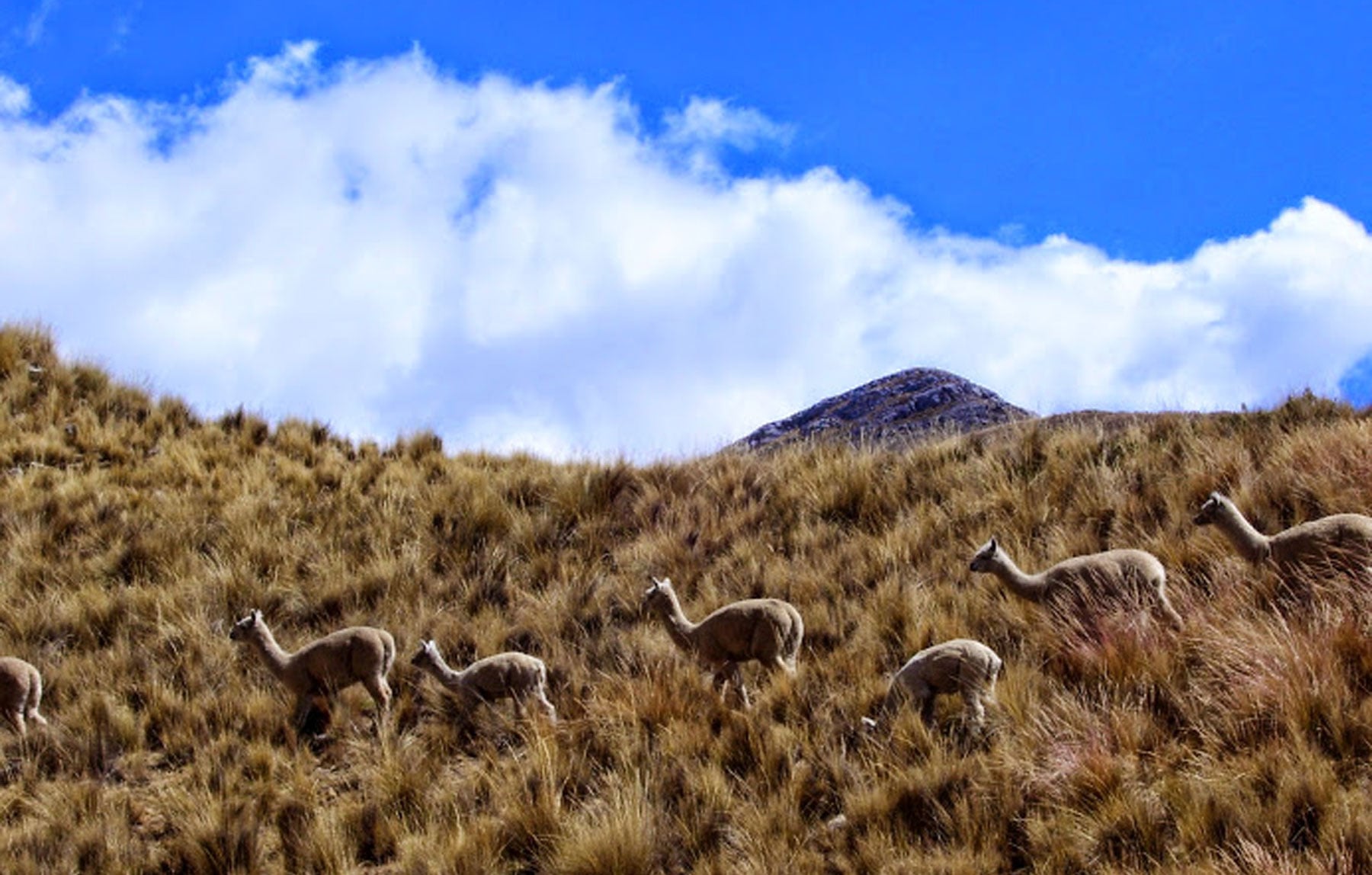 Lim-13: Huancaya - Hidden Paradise Retreat - Imagen 3