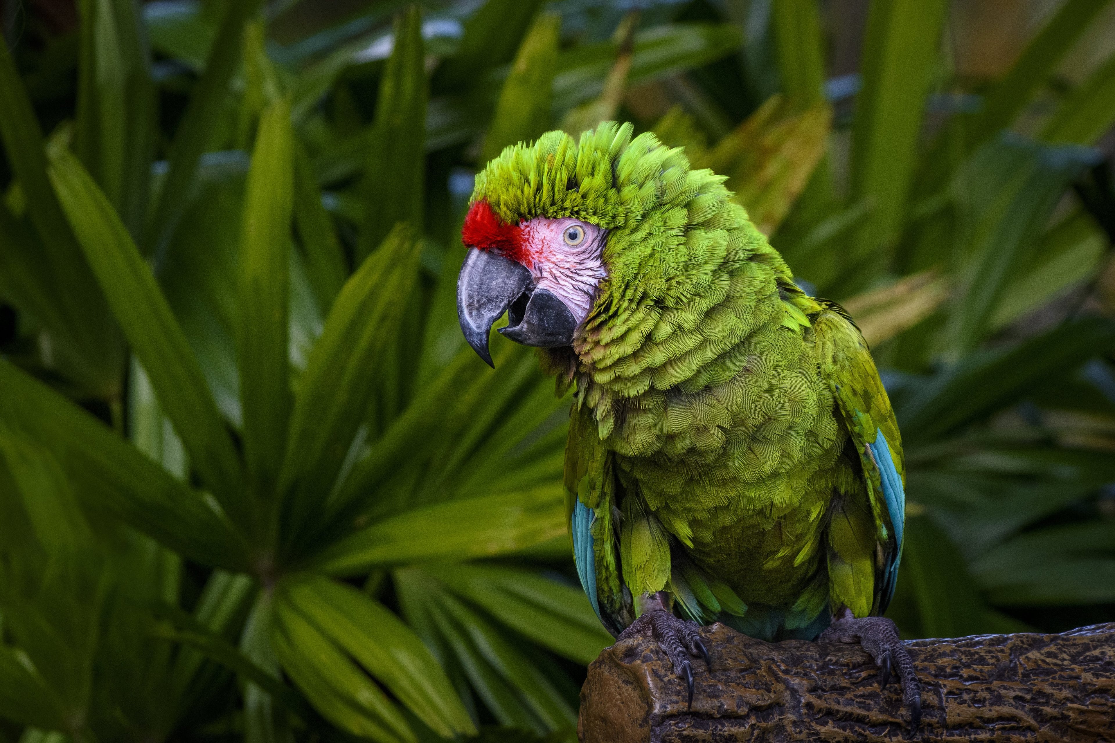 Selva de Iquitos: 4 días/3 noches - Imagen 3
